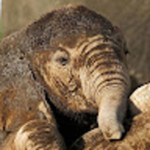 Meet your Posher, Todd